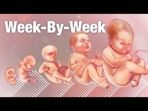 Kalendar trudnoće po tjednima