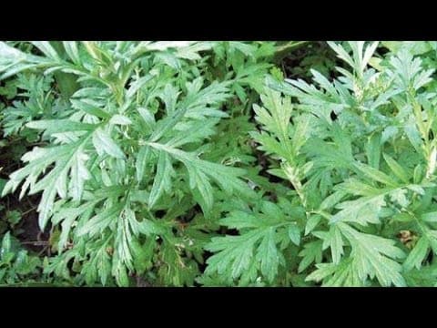 Može li lijek protiv malarije pomoći ženama sa PCOS?